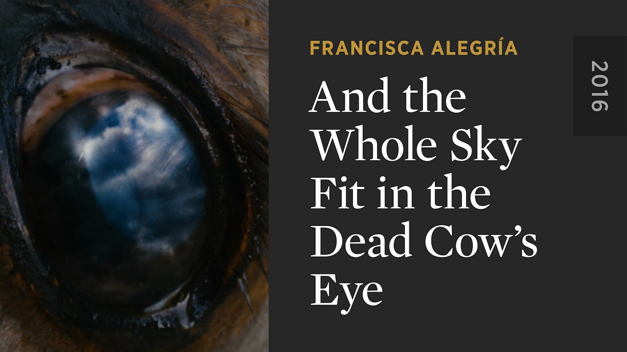 And the Whole Sky Fit in the Dead Cow's Eye