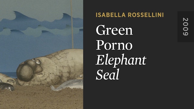 GREEN PORNO: Elephant Seal