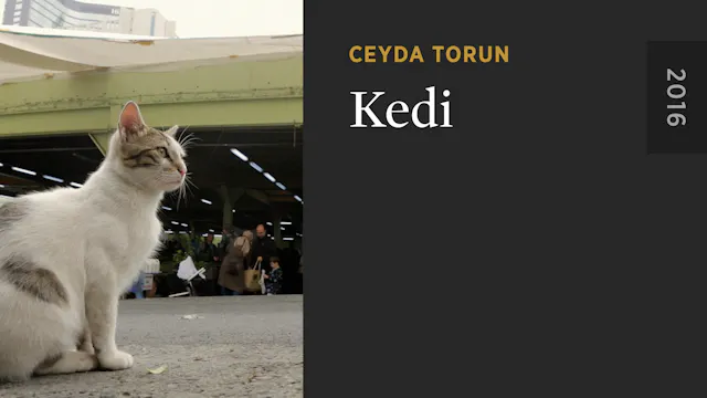 Kedi
