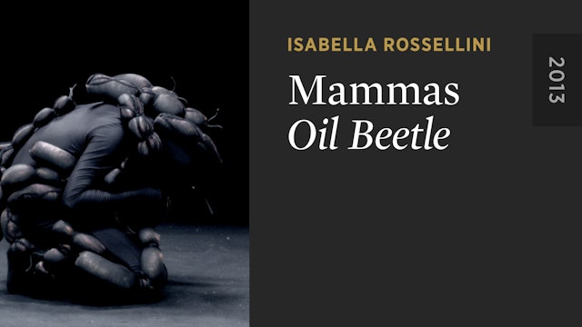 MAMMAS: Oil Beetle