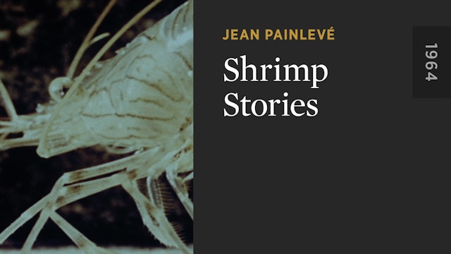 Shrimp Stories