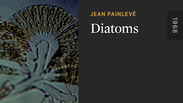 Diatoms