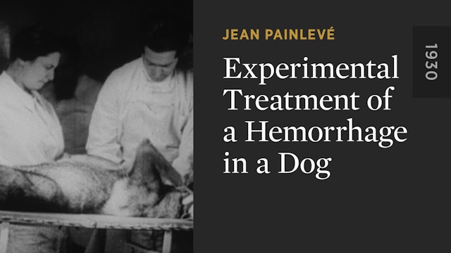 Experimental Treatment of a Hemorrhage in a Dog