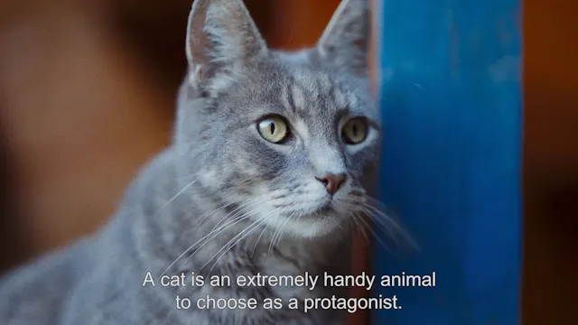 Dream Cat