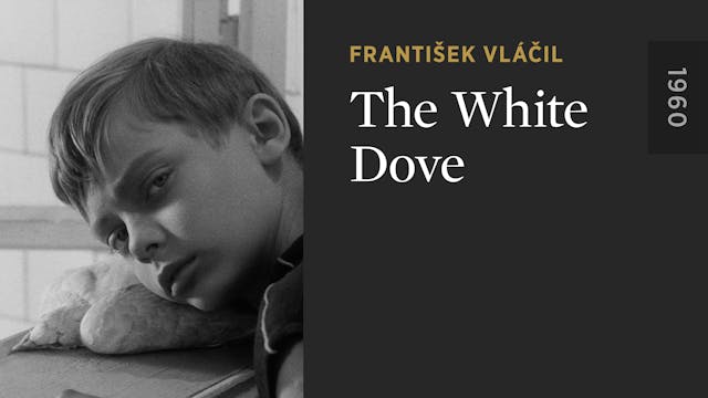 The White Dove