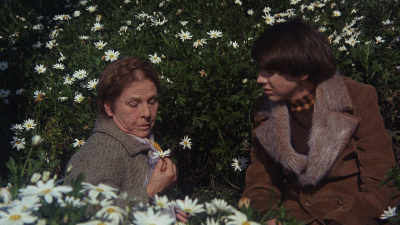 HAROLD AND MAUDE Commentary