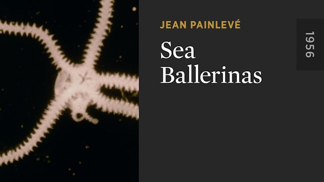 Sea Ballerinas