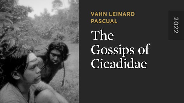 The Gossips of Cicadidae