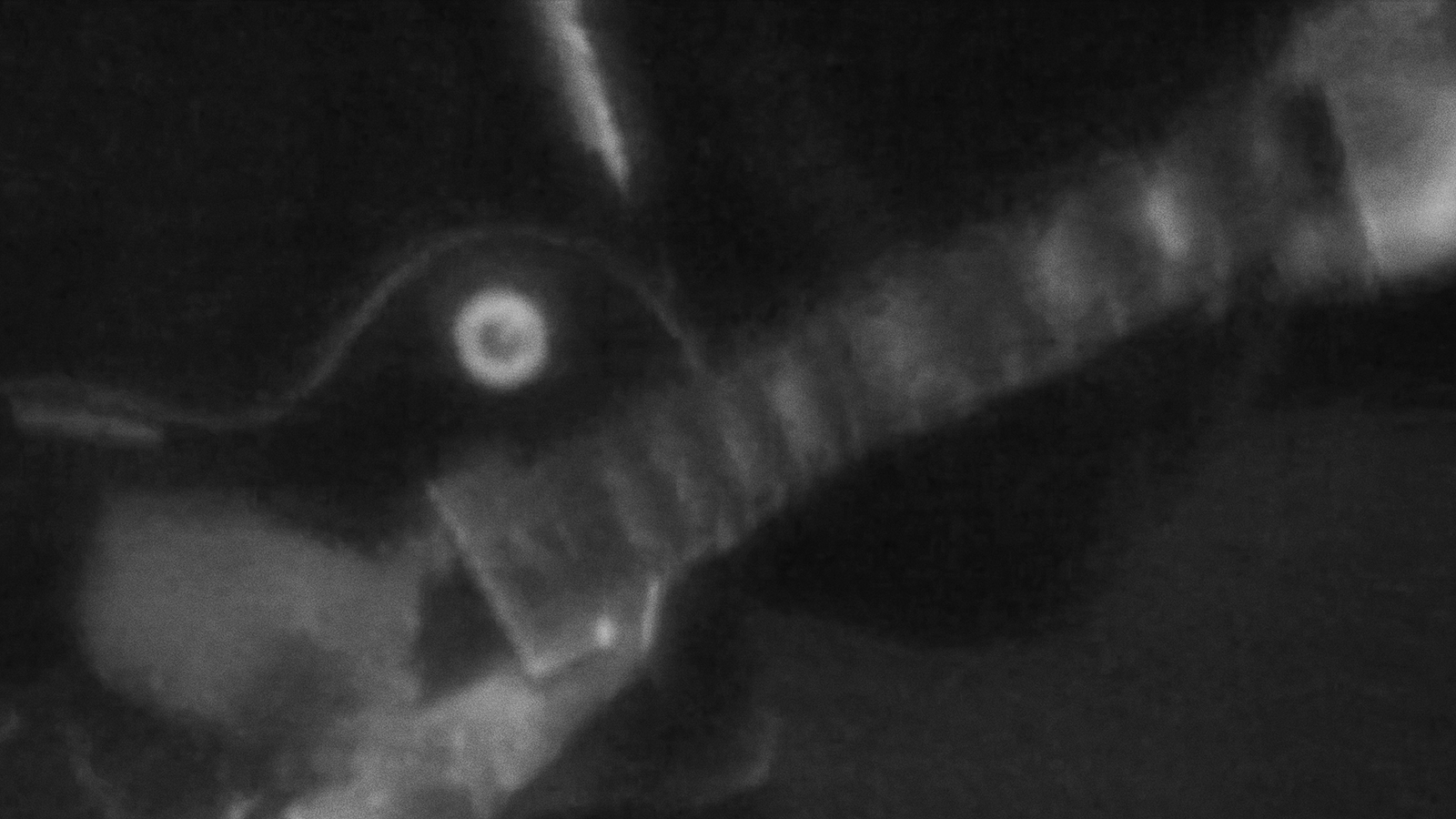 DEAD MAN: Neil Young Music Video