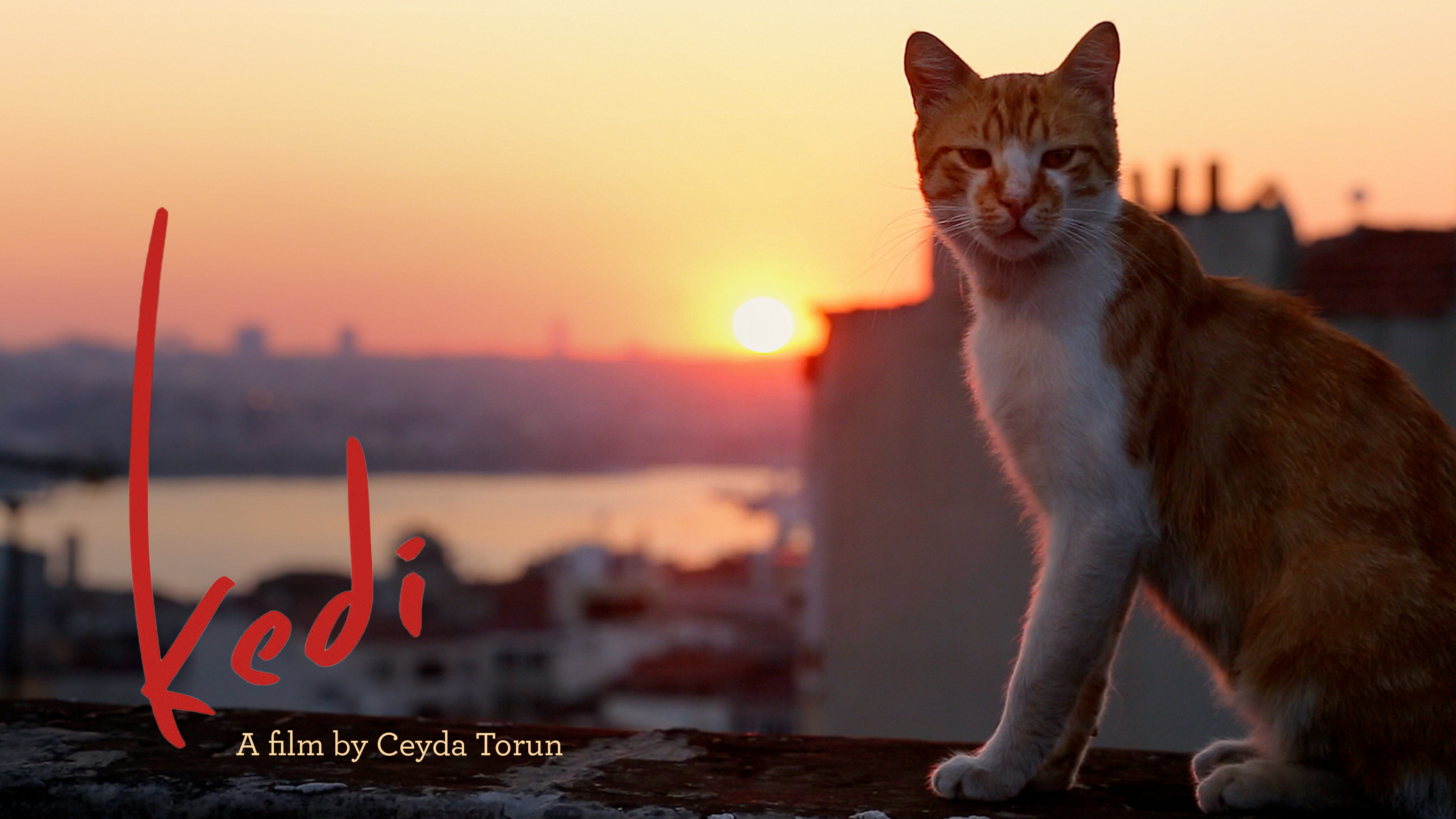 Kedi