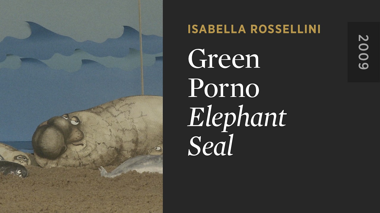 GREEN PORNO: Elephant Seal