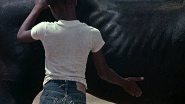 The Horse