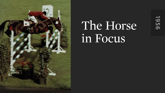 The Horse in Focus