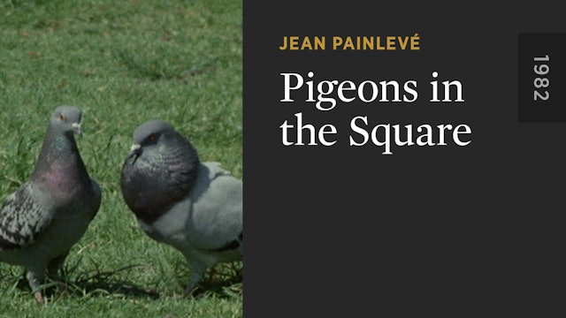 Pigeons in the Square