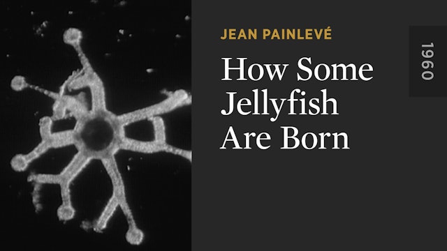 How Some Jellyfish Are Born