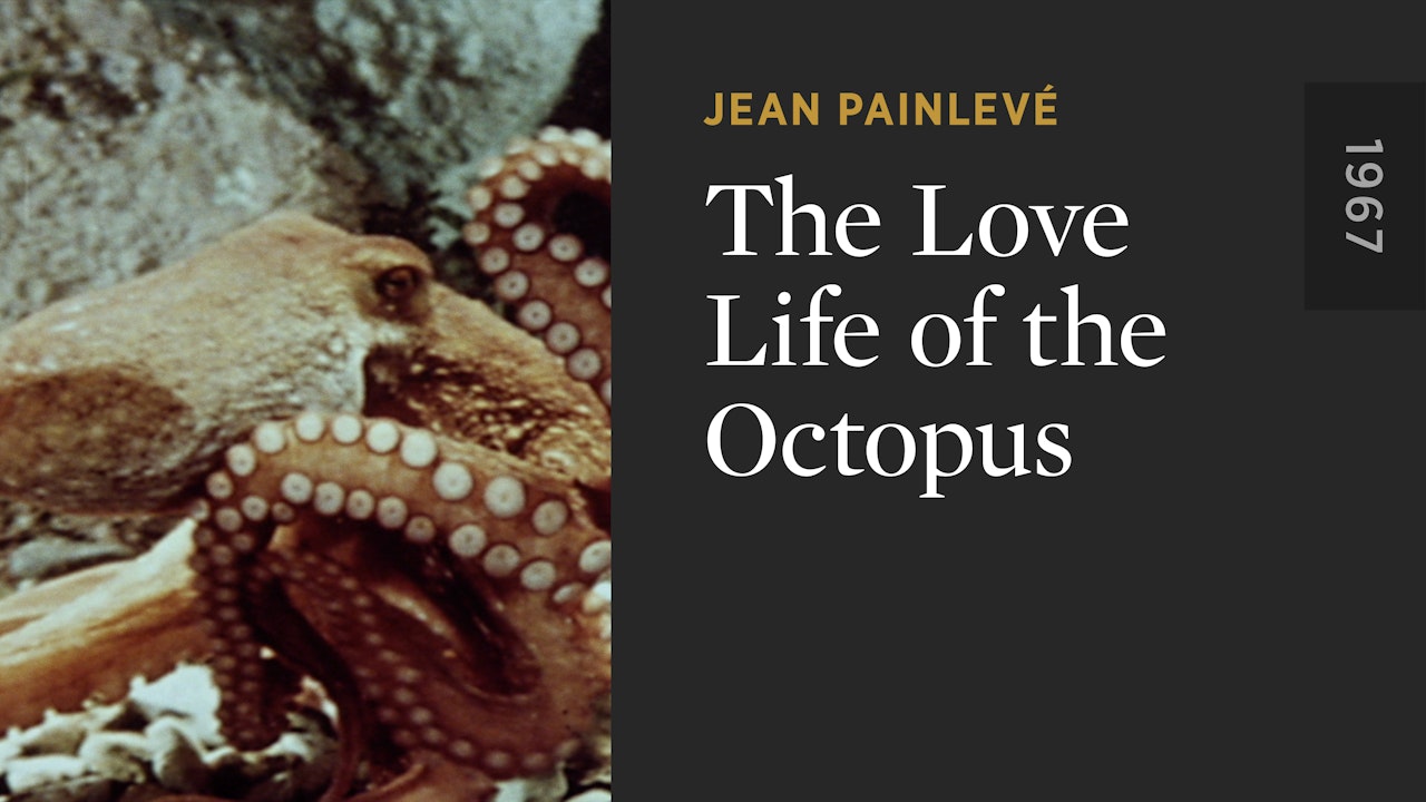 The Love Life of the Octopus