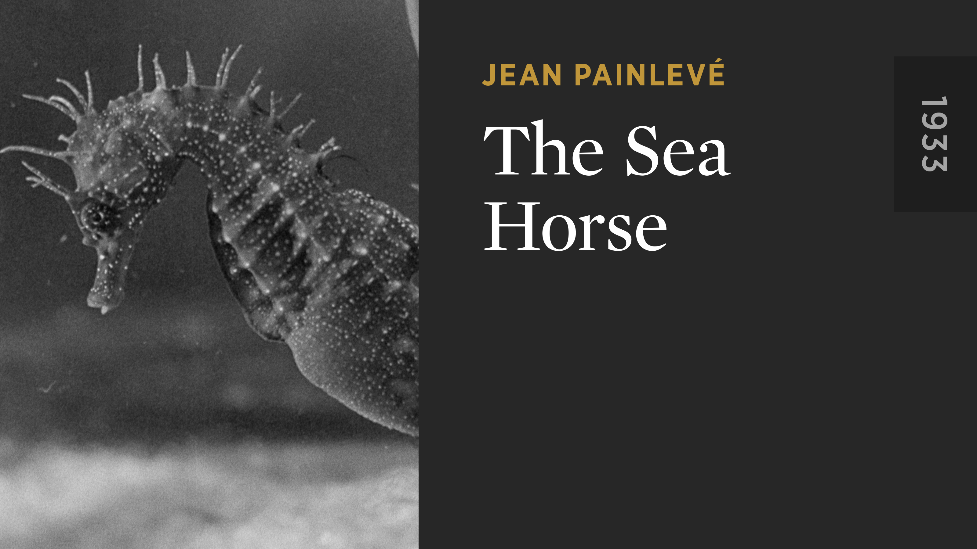 The Sea Horse