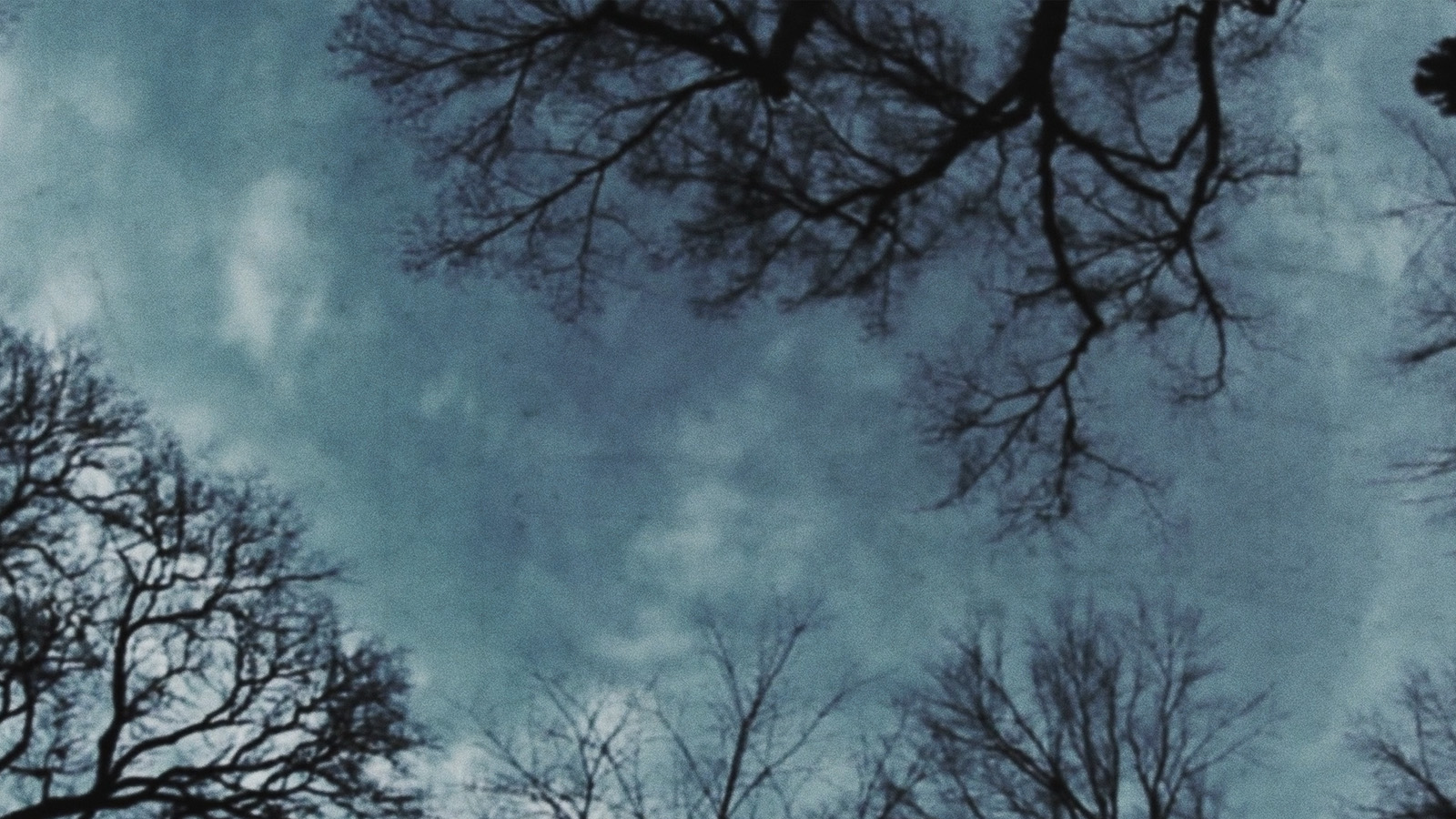 Evan Johnson and Guy Maddin Cine-Essays: Elms