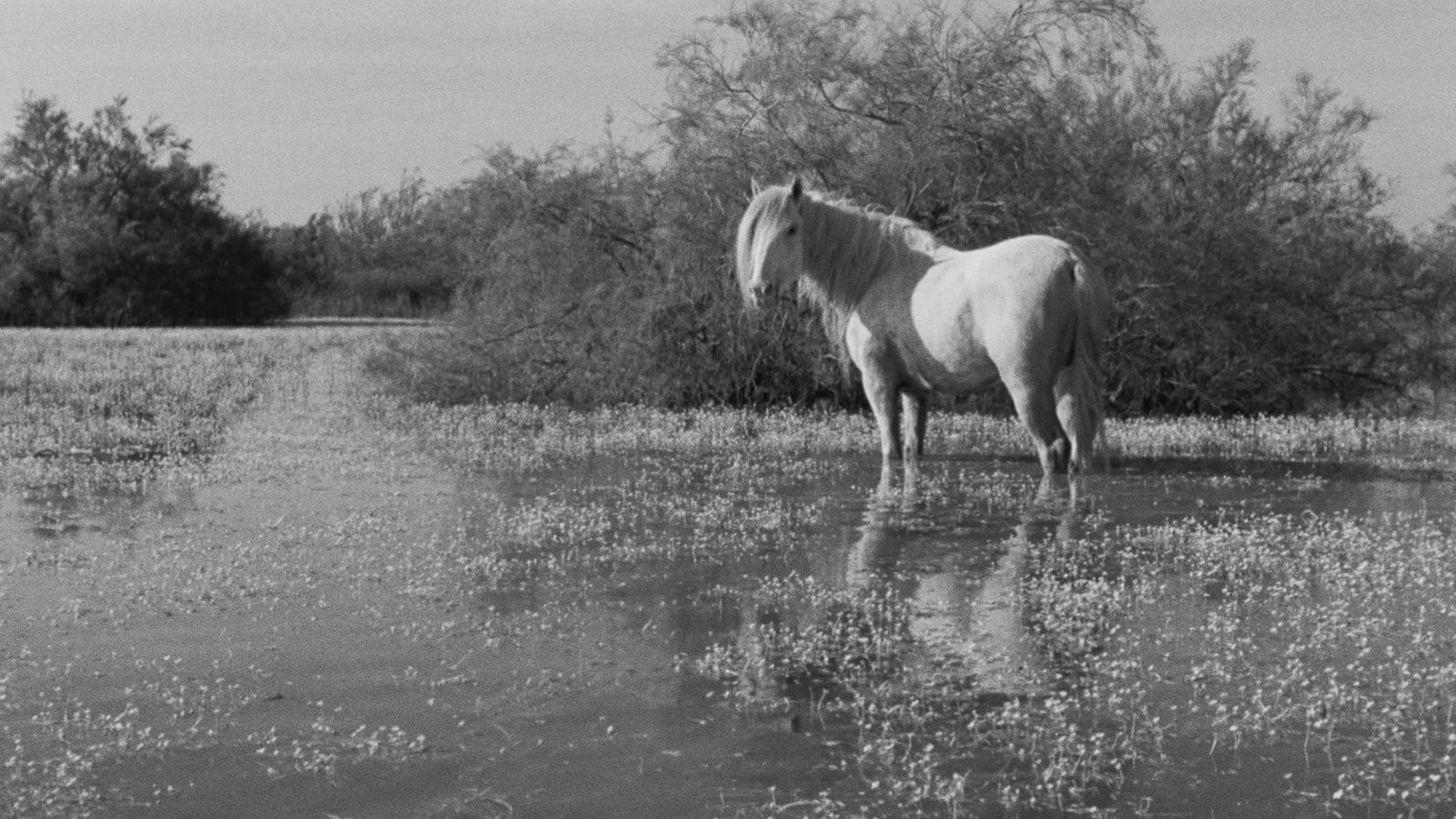 WHITE MANE English-Language Version