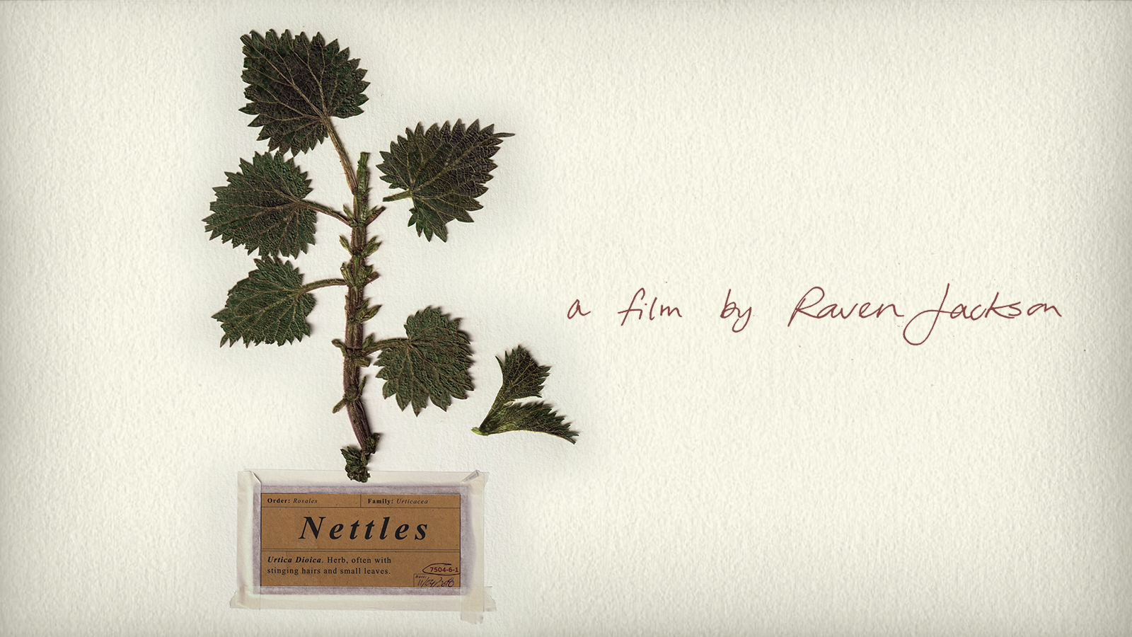 Nettles