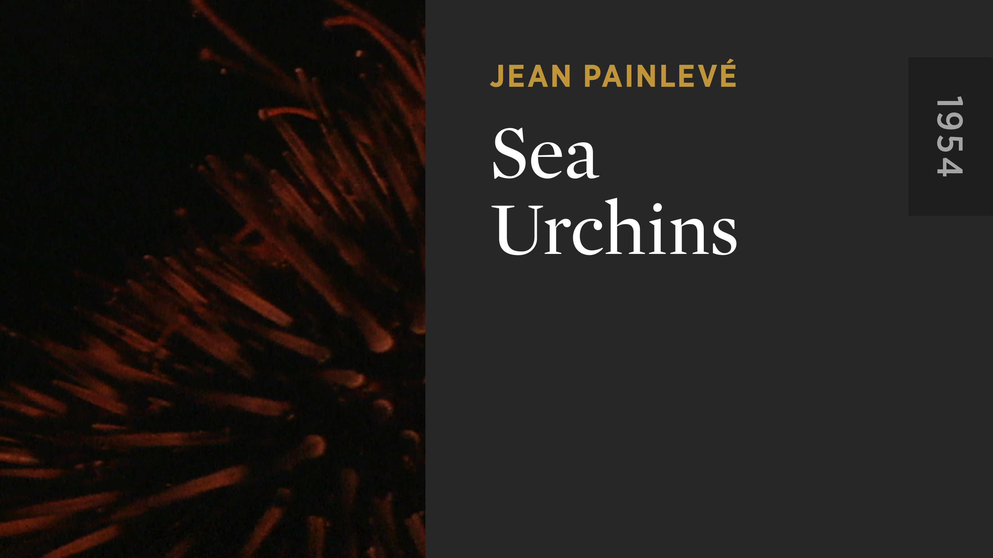 Sea Urchins