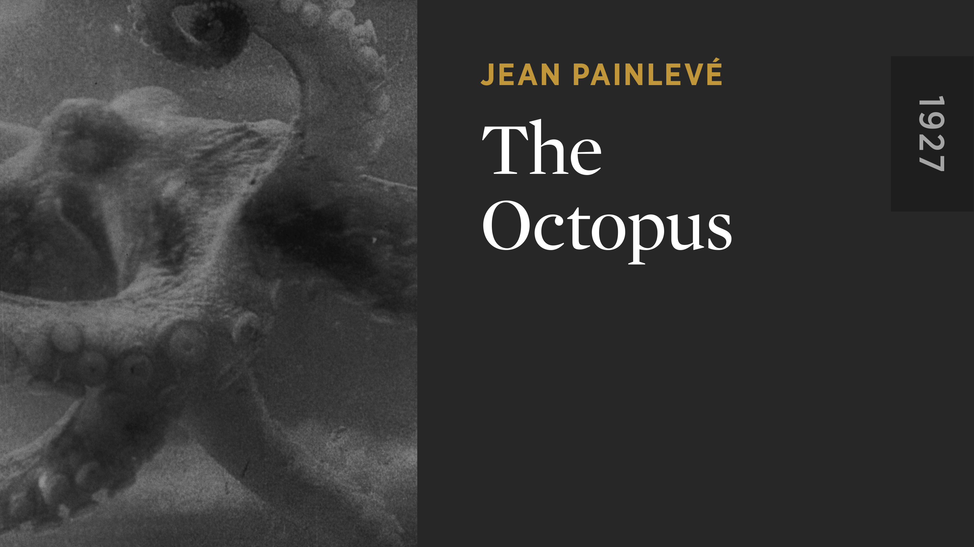 The Octopus