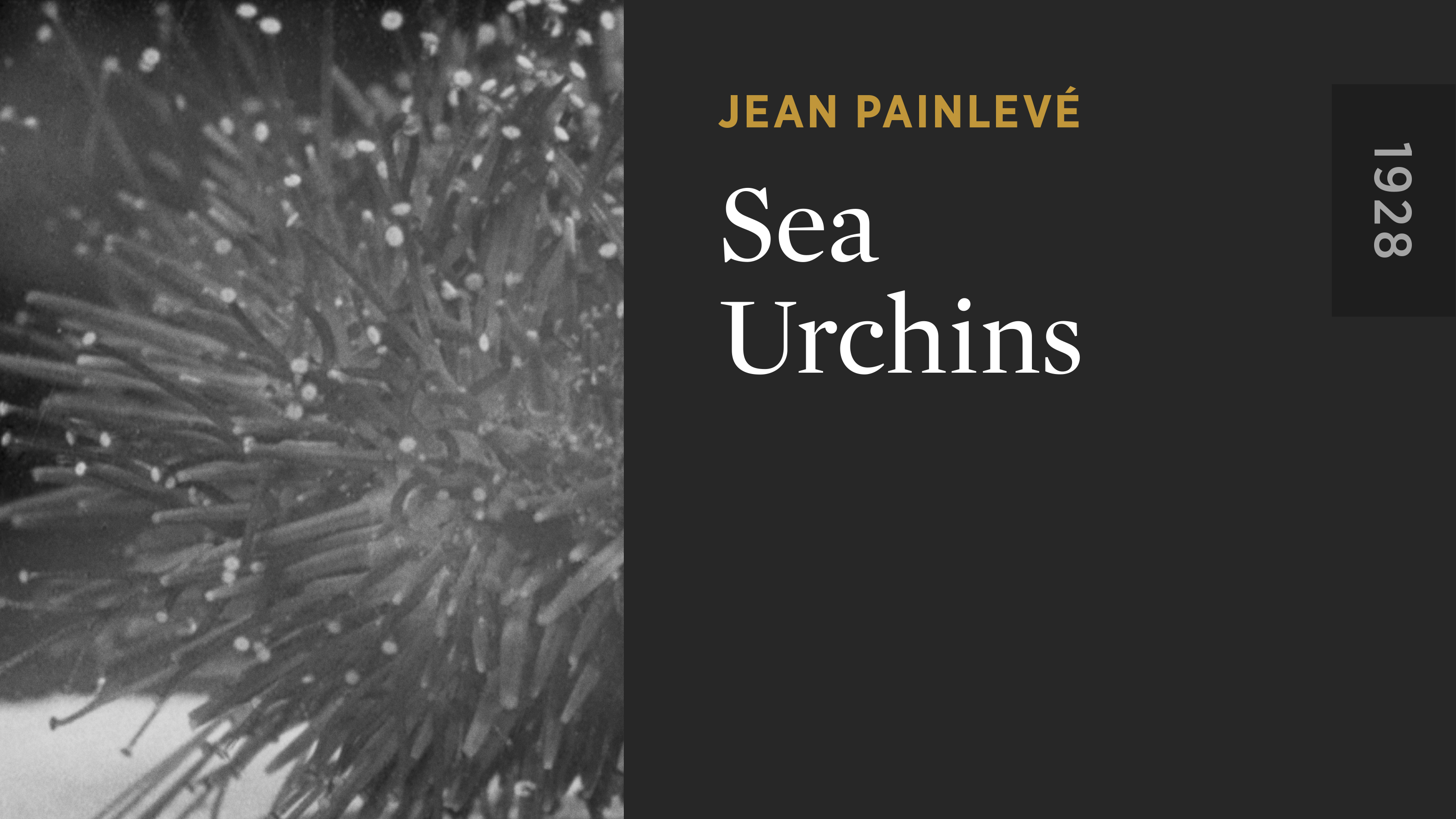Sea Urchins
