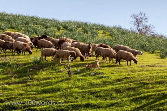 100 Words - YR2 March 11 - My Sheep