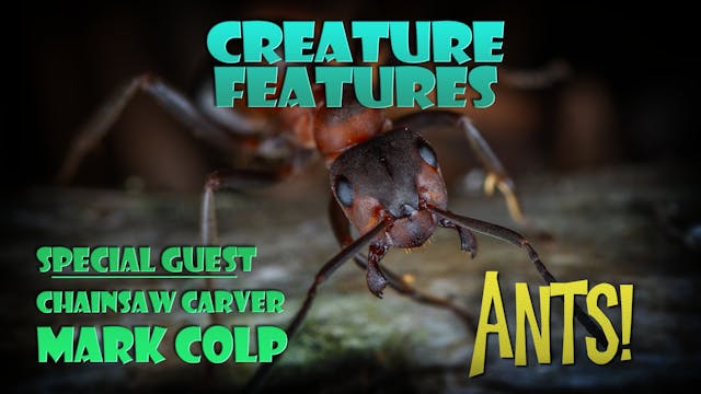 Mark Colp & Ants!
