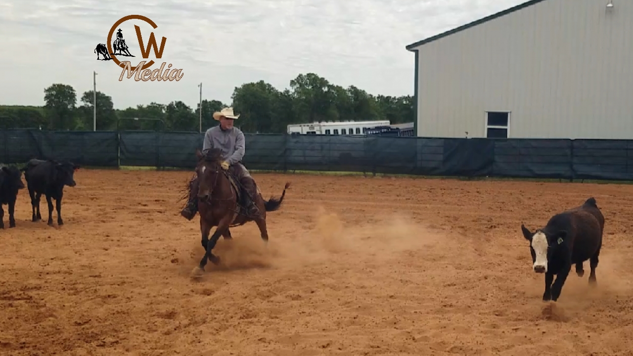 Working Cattle In A Cutting Pen