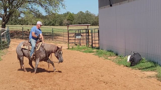 Working A Finished Cutting Horse On T...