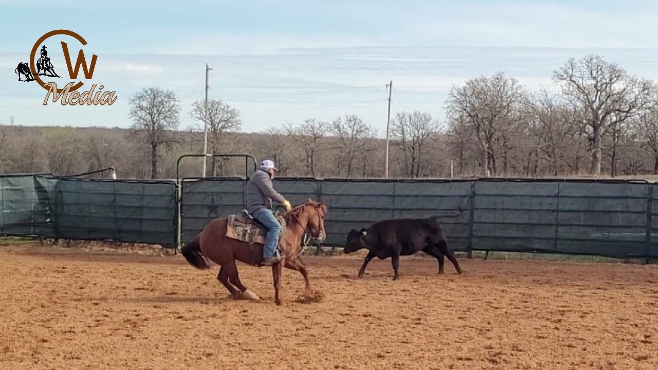 Training A Young Cutting Horse Session On Cattle Training Cutting