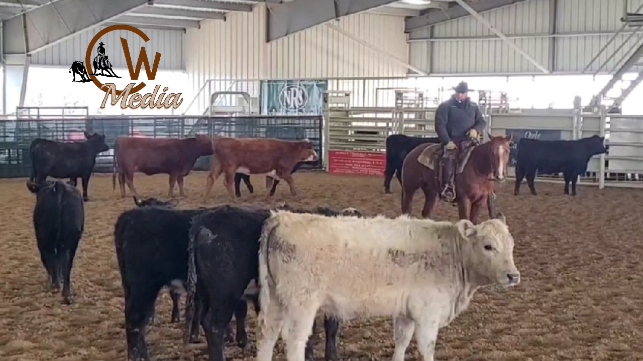 Cattle Settling & Herd Work Tips with Clay West