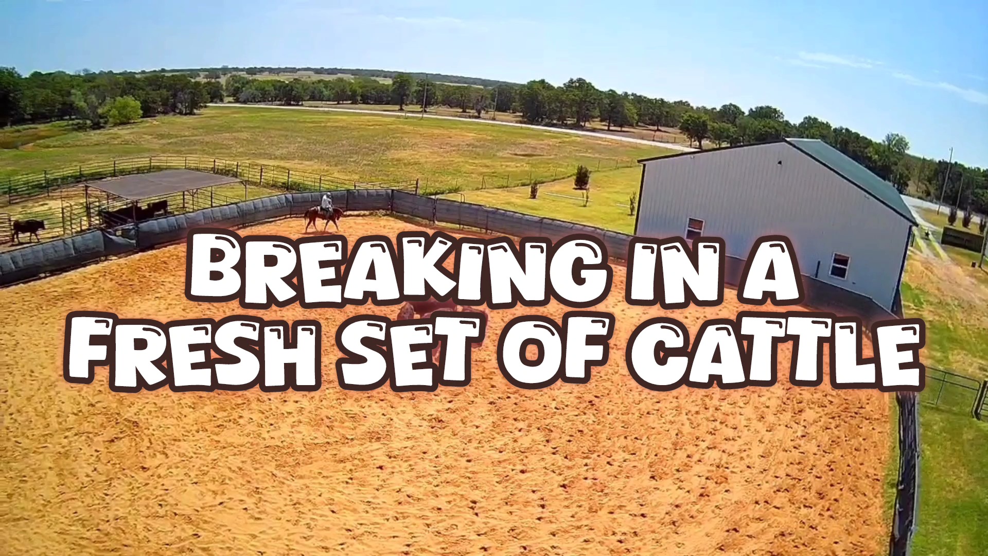 How To Break In And Train A Fresh Set Of Cattle To Last Longer