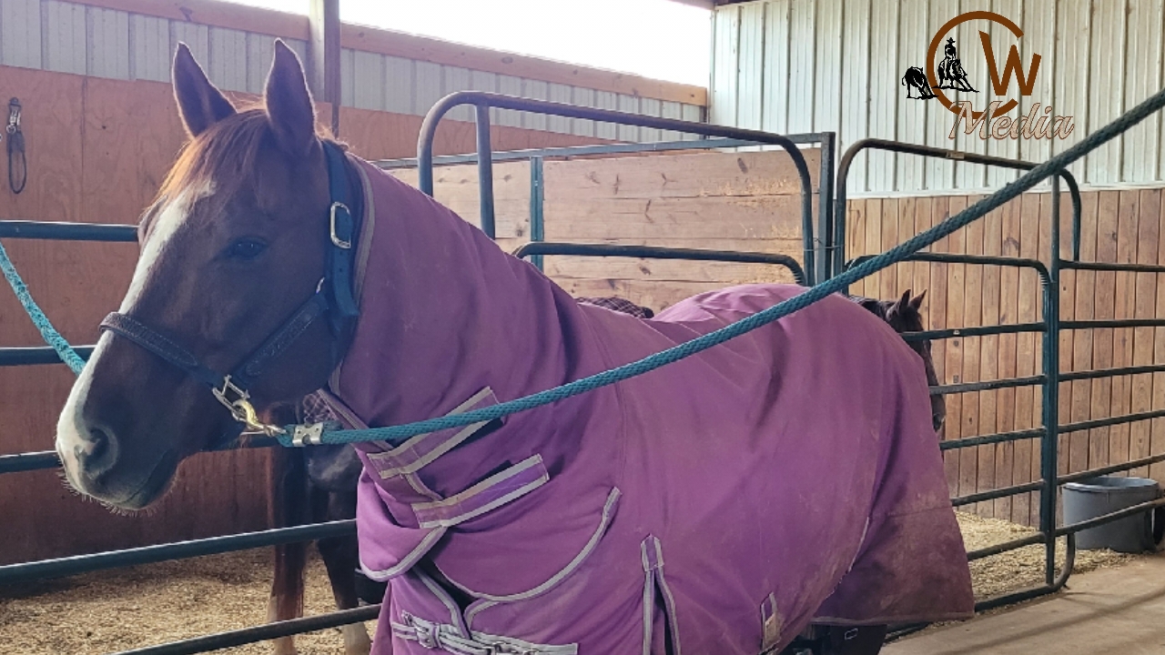 Horse Blanketing Tips & Insight