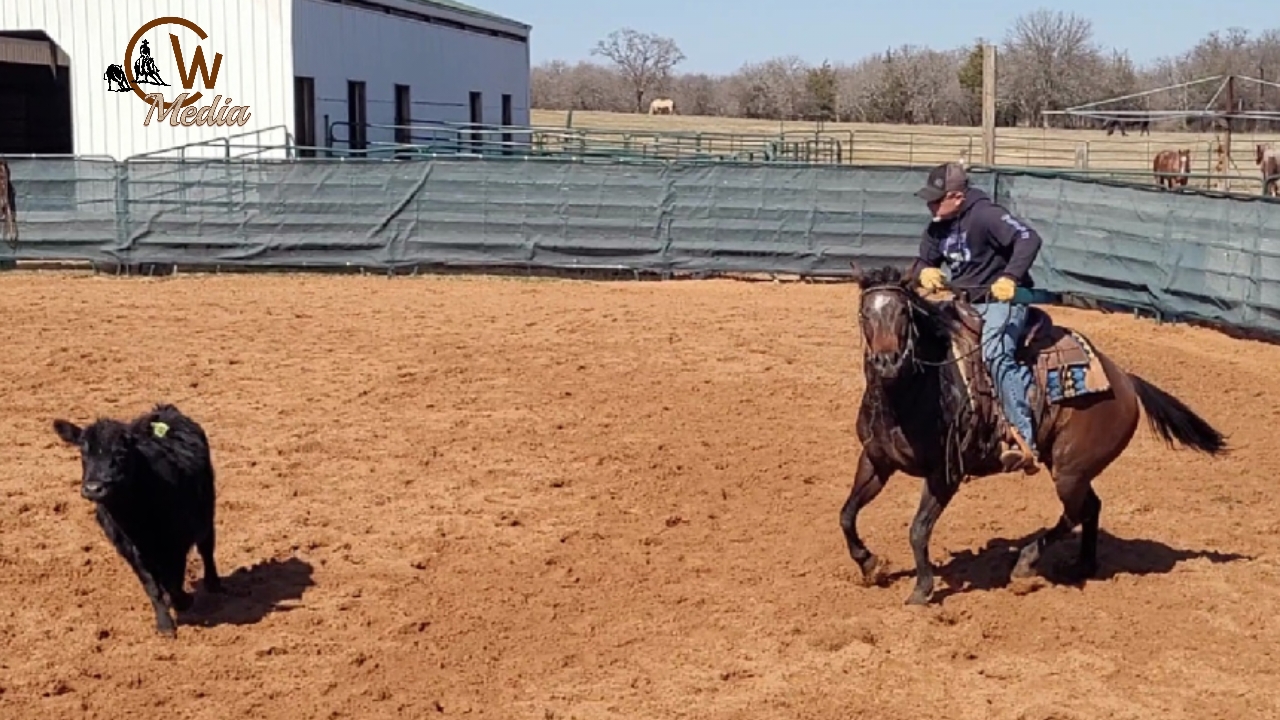Starting A Young Horse On The Mechanical Cow & Cattle Part 2