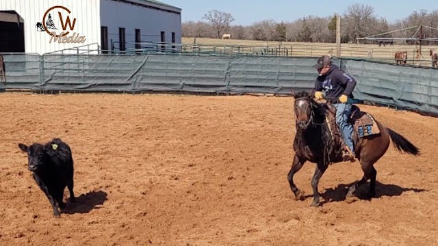 Starting A Young Horse On The Mechani...