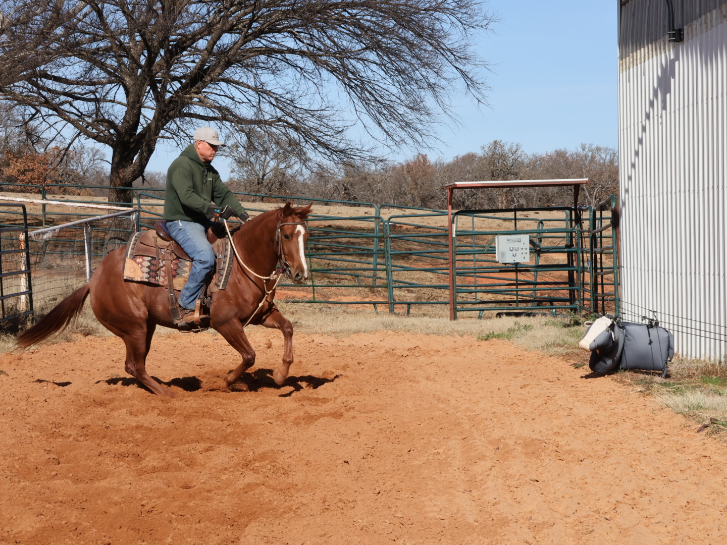 How To Start A Young Horse On The Mechanical Cow