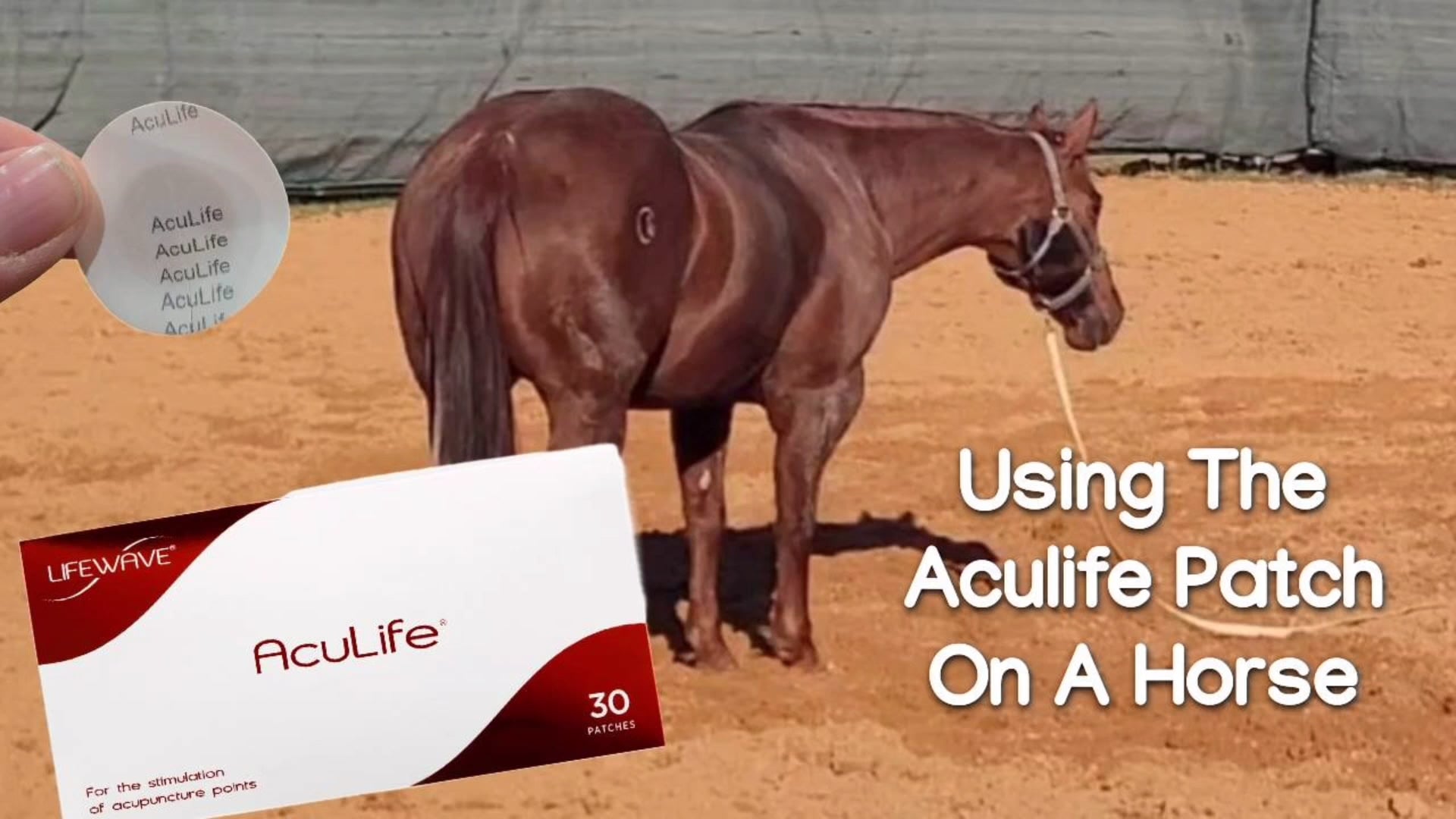 Using The Aculife Patch On A Horse