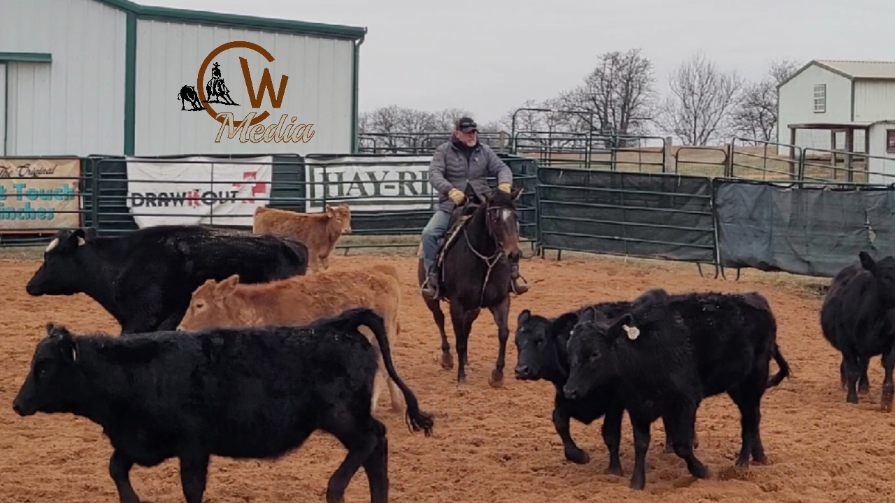 Starting A Young Horse On The Mechanical Cow & Cattle Part 1