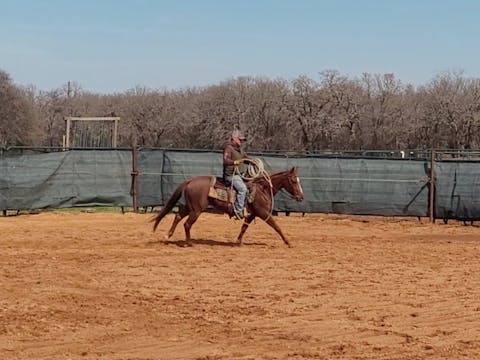 Working A Horse With A Rope For The F...