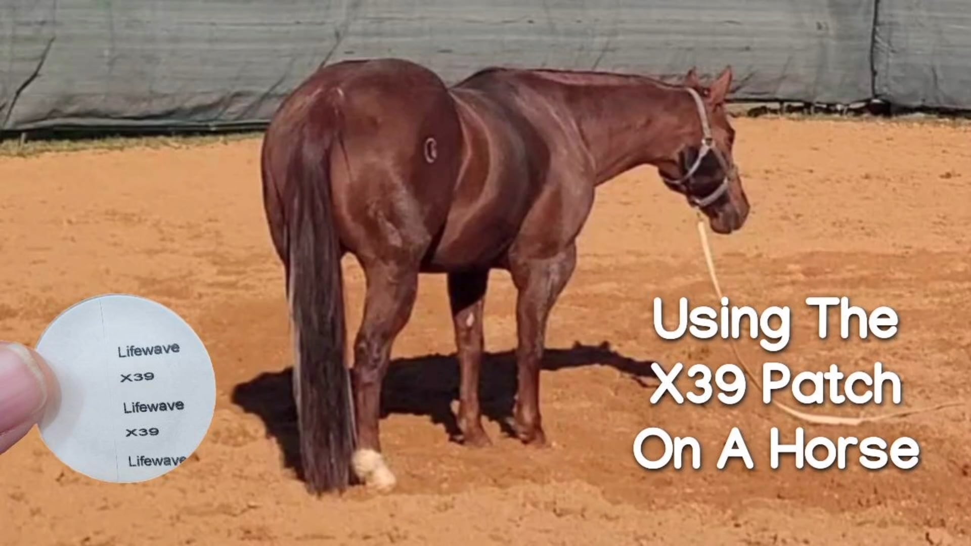 Using The X39 Patch On A Horse