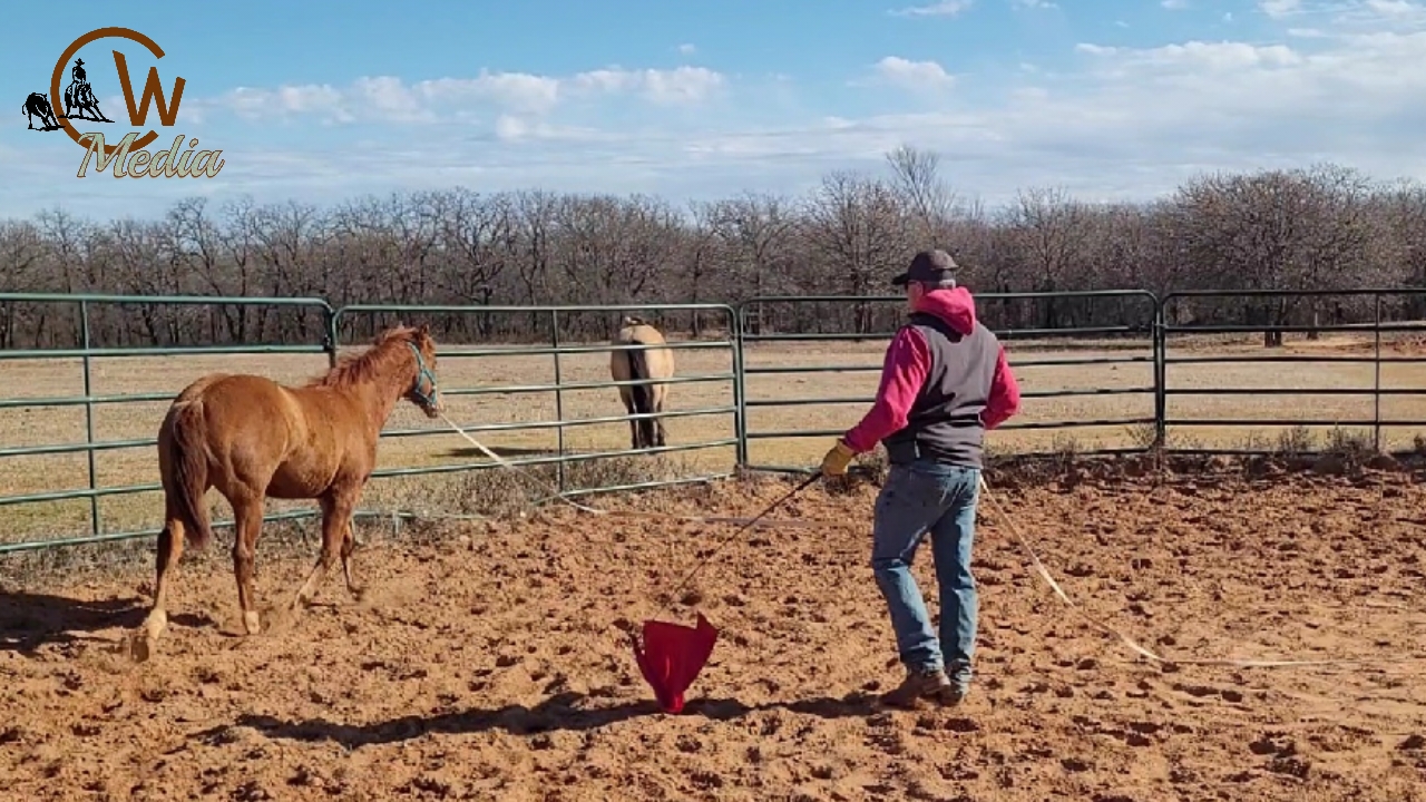 Developing The Yearling Part 2