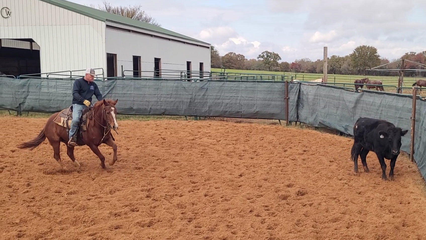 Starting A Two Year Old - Herdwork & Setting Up The Cuts