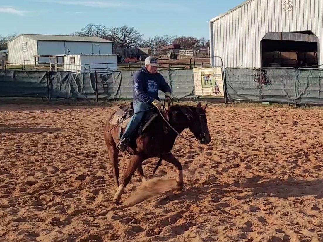 Starting A Two Year Old - Using Cow Side Rein For Cutting