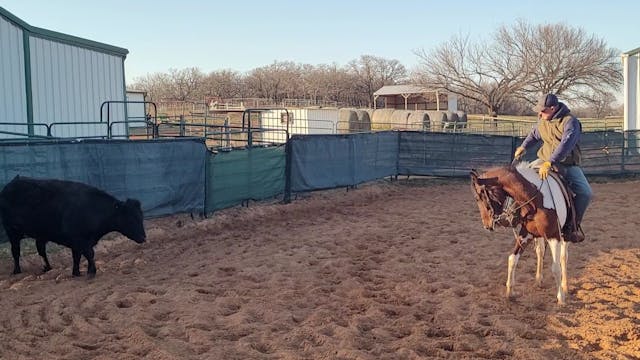 Starting A Young Horse On Cattle - Po...