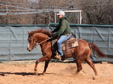 "Tack Talk" about the Snaffle Bridle,...