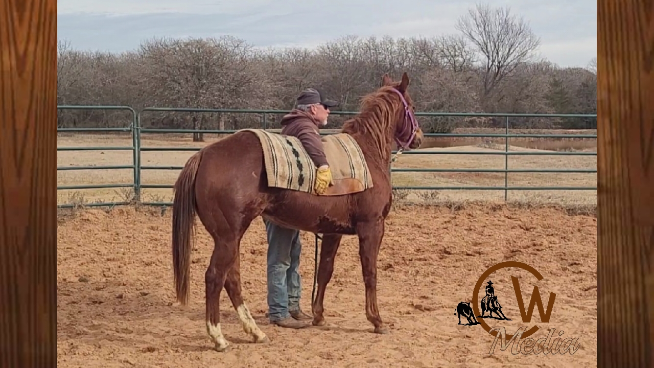 Starting A Two Year Old Horse CW Elite Cow Horses