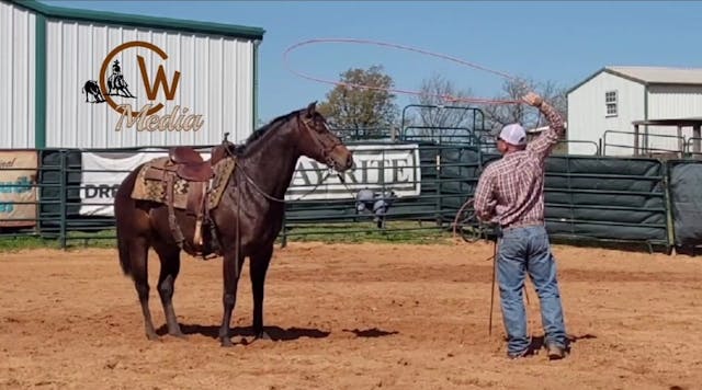 Training A Horse To Accept A Rope