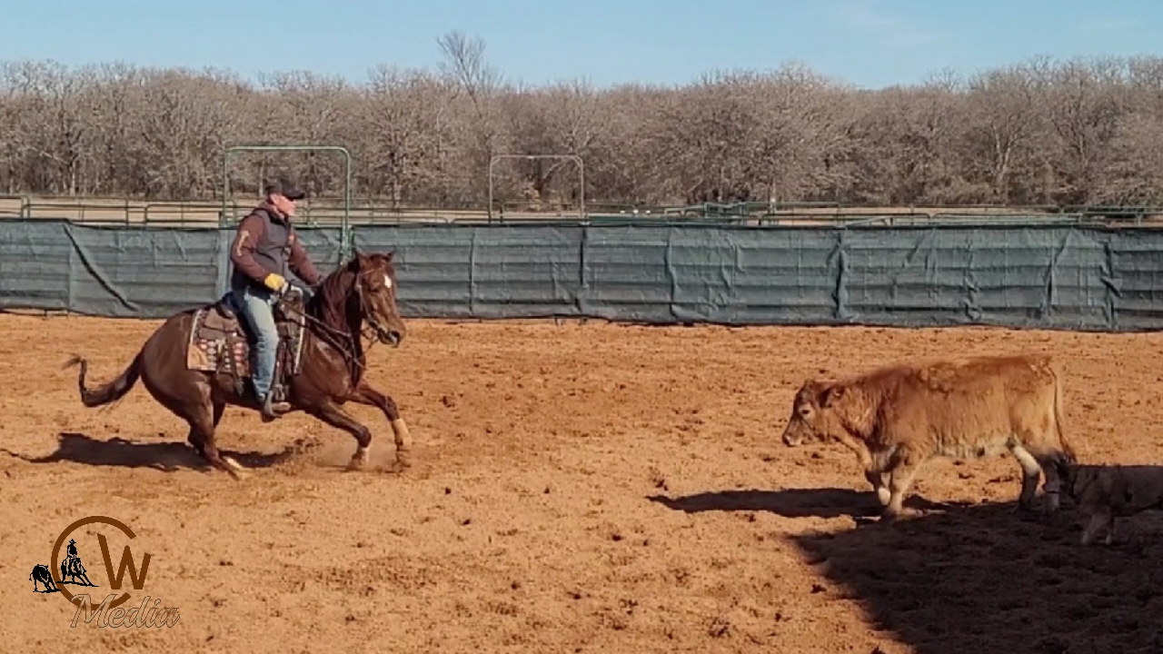 Tuning Up A Ranch Sorting Horse On Cattle